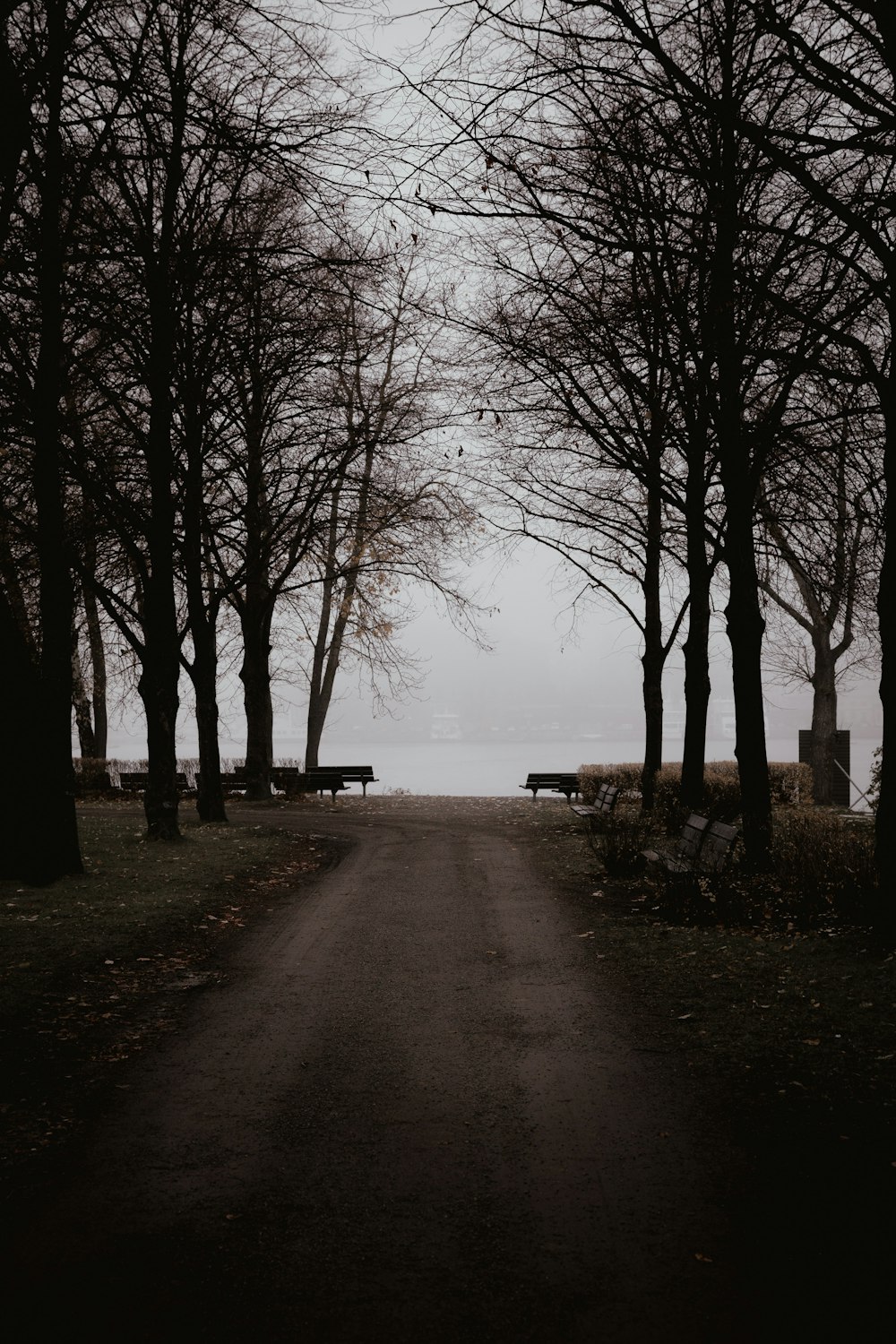 empty road overlooking body of water in between trees at daytime