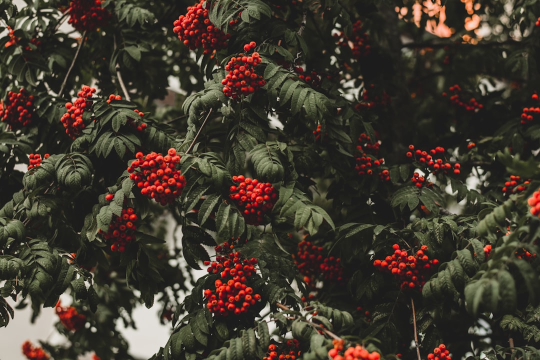 round red fruit lot, rowanberry