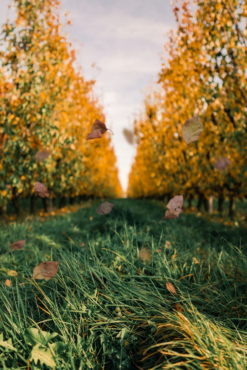 erba verde tra alberi ad alto fusto