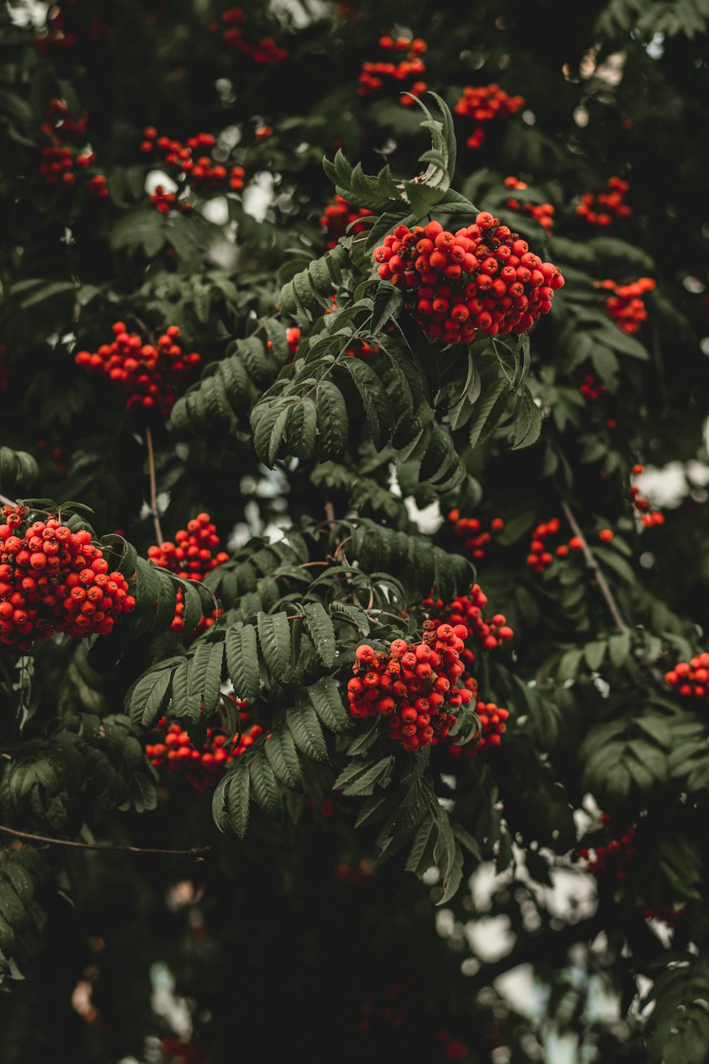 round red fruit during daytime