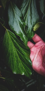 Close-up of hands gently holding vibrant green leaves with morning dew.