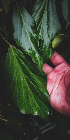 Close-up of hands gently holding vibrant green leaves with morning dew.