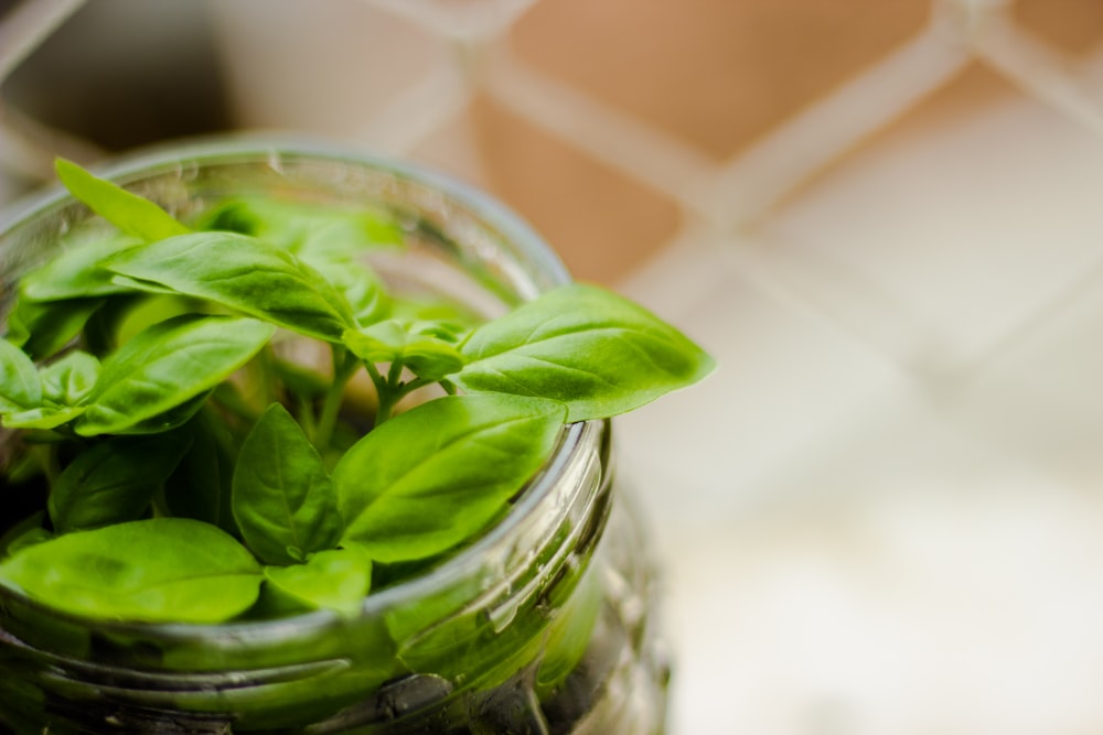 green plant in a mason jar