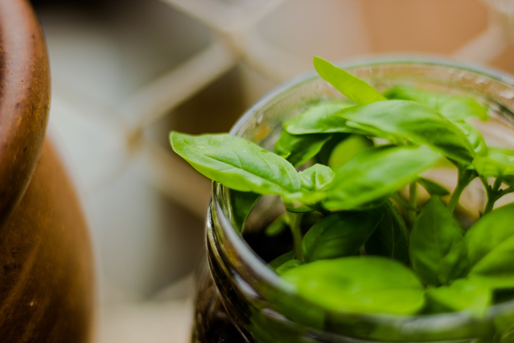 green herbs in clear glass jar