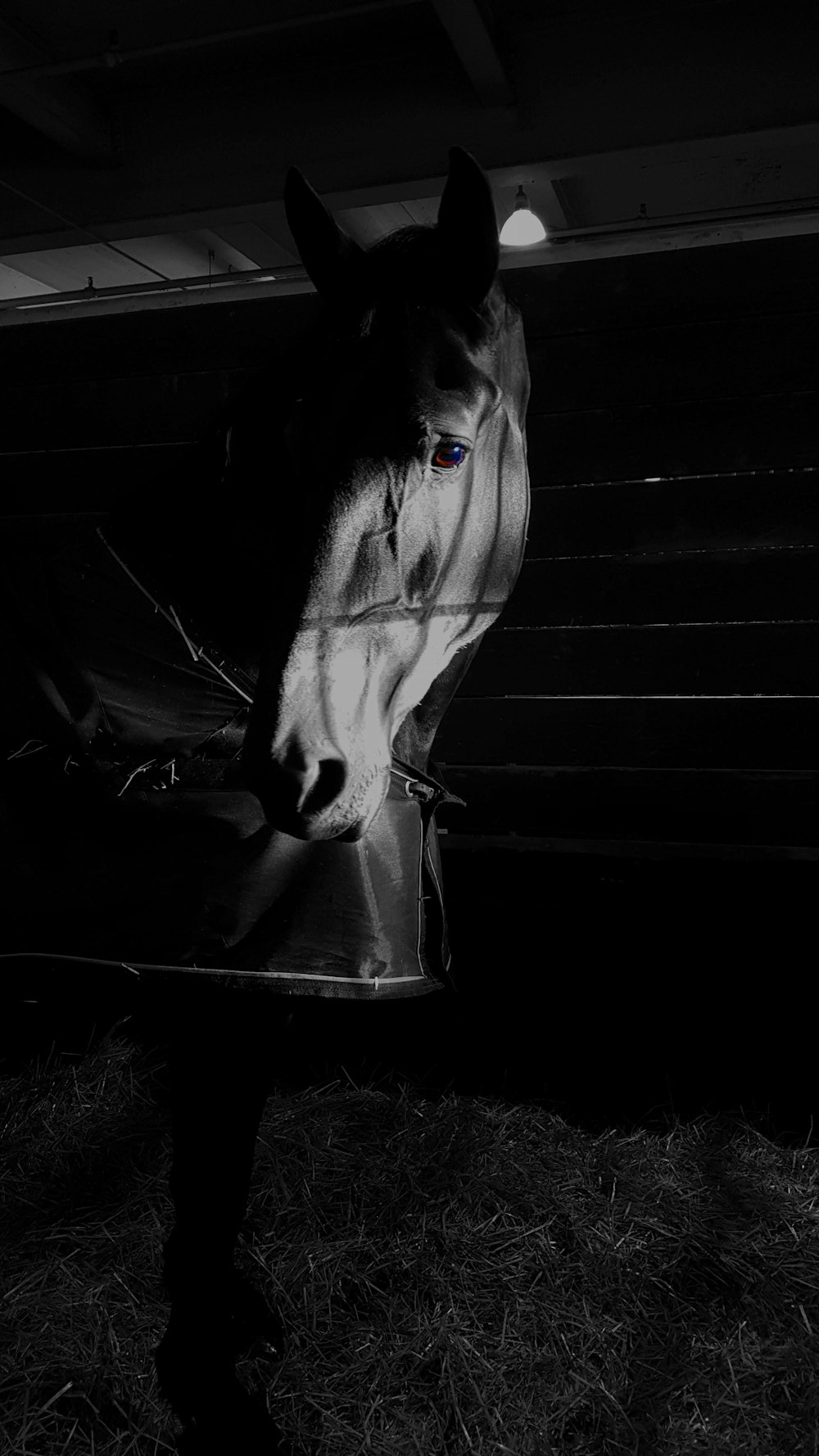 grayscale photography of horse inside barn