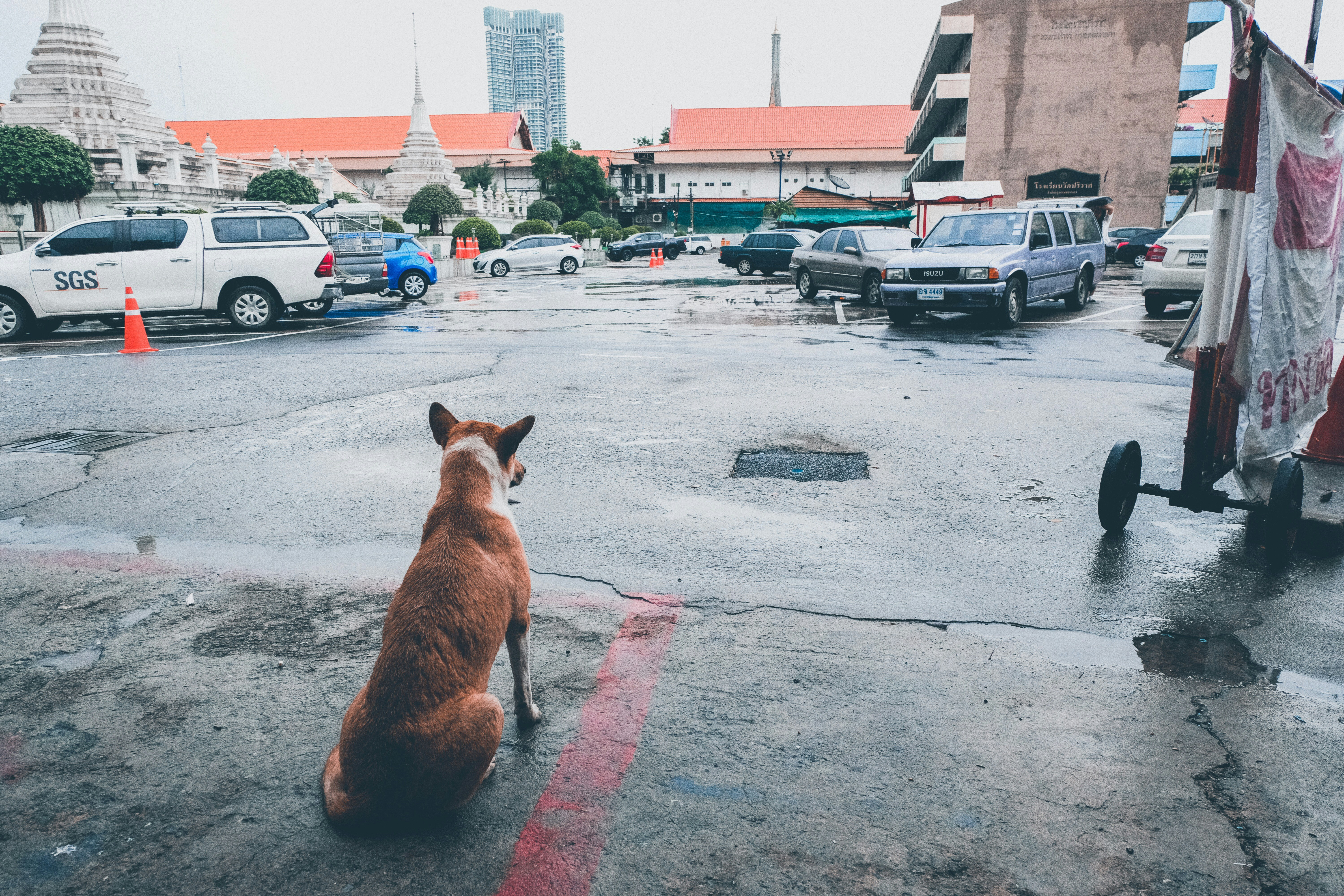brown dog sitting and facing vehicles during daytime