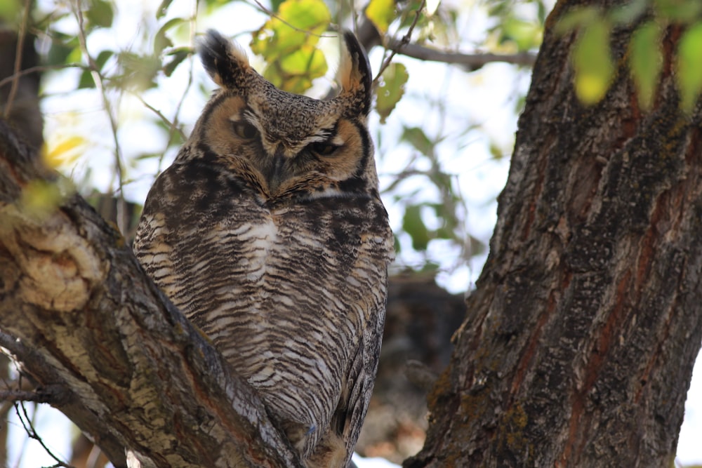brown owl on tree