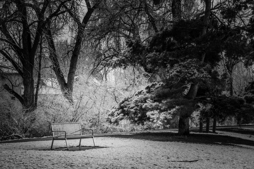 uma foto em preto e branco de um banco do parque