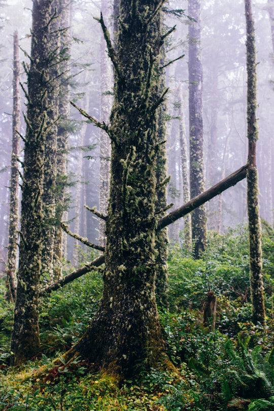 green trees close-up photography in Cape Perpetua United States