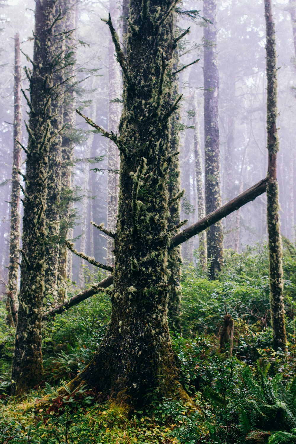 Photographie en gros plan d’arbres verts