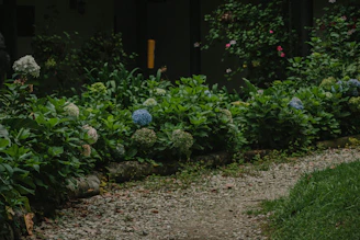 Outdoor garden path lined with flourishing blue hydrangea bushes and lush green leaves.
