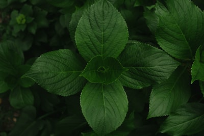 green leaf plant during daytime jar zoom background