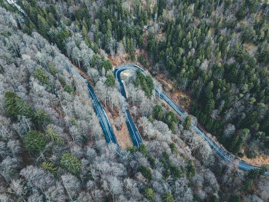aerial photography of curve road surrounded with trees in La Tourne Switzerland