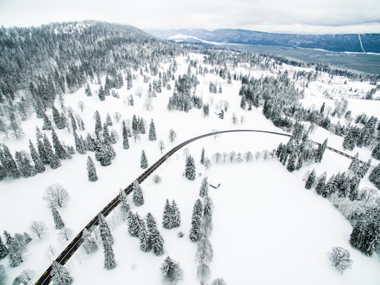 pine trees in aerial photography in La Vue-des-Alpes Switzerland