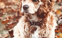 selective focus photography of brown curly coated dog