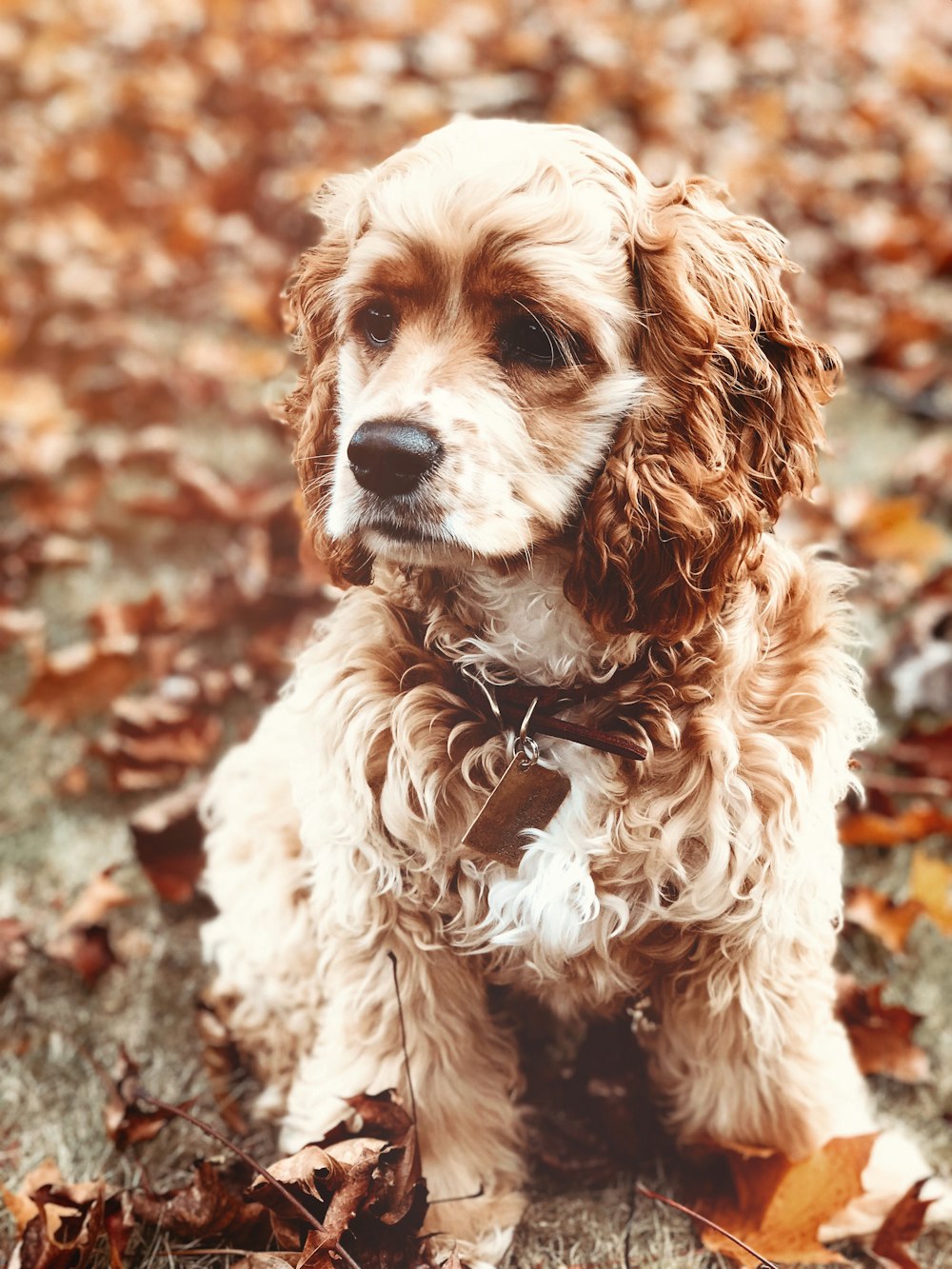 selective focus photography of brown curly coated dog