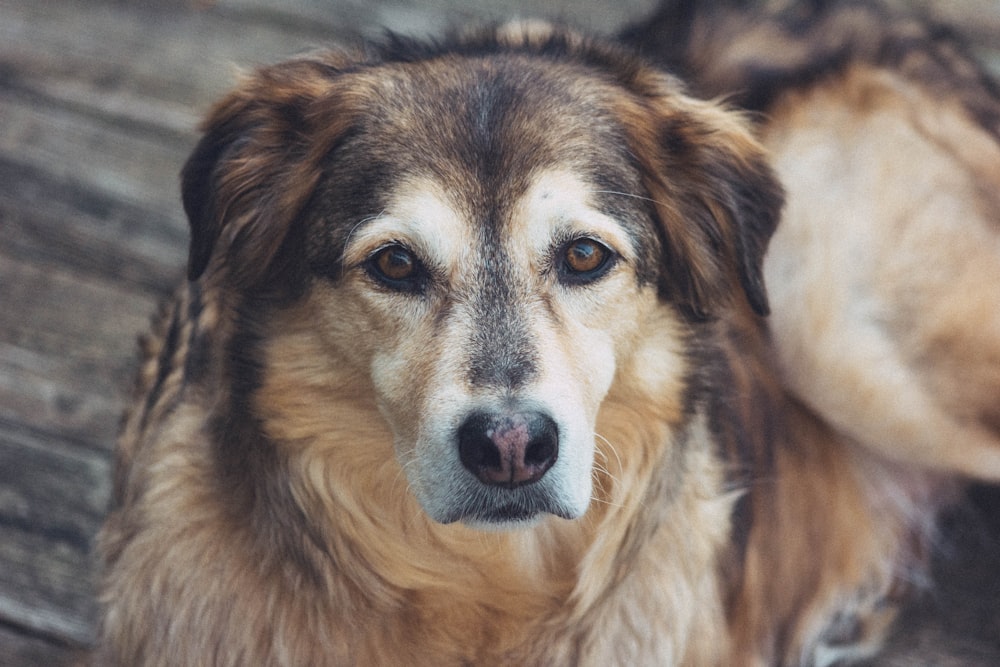 long-coated brown dog on gray surface