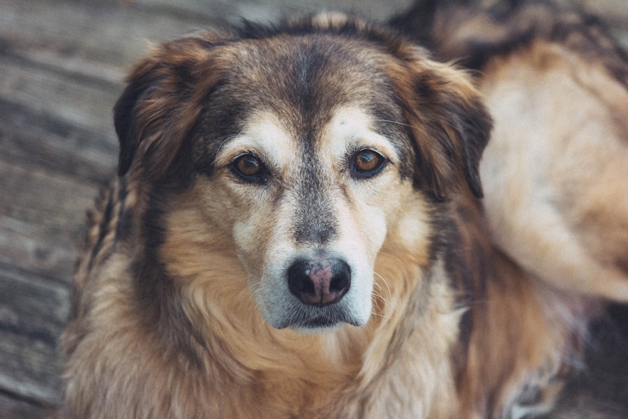 Senior dog care