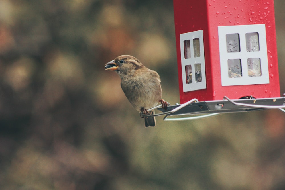 bird pearched beside lantern