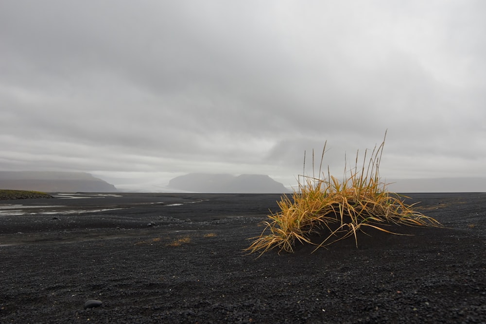 herbe verte sur le sable sous un ciel nuageux