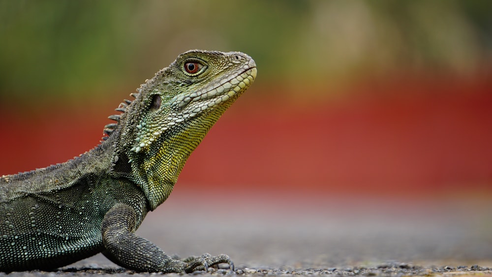 macro photography of green iguana on brown surface
