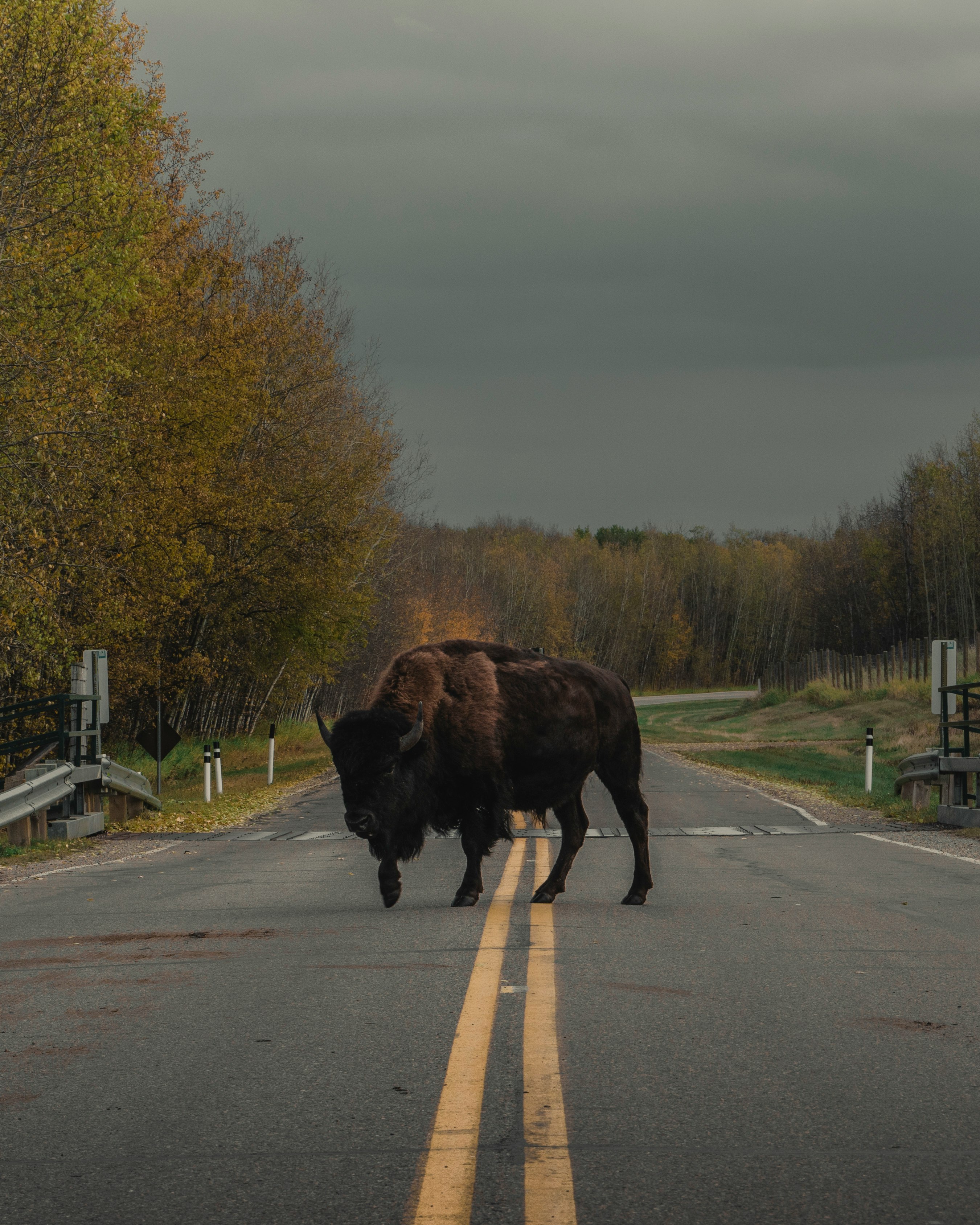 brown animal on road