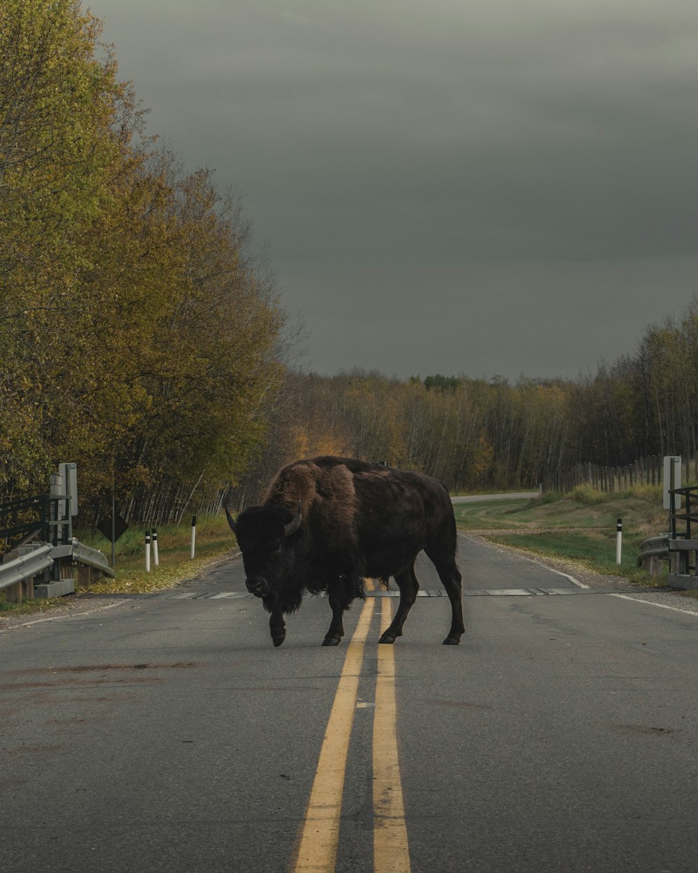 brown animal on road