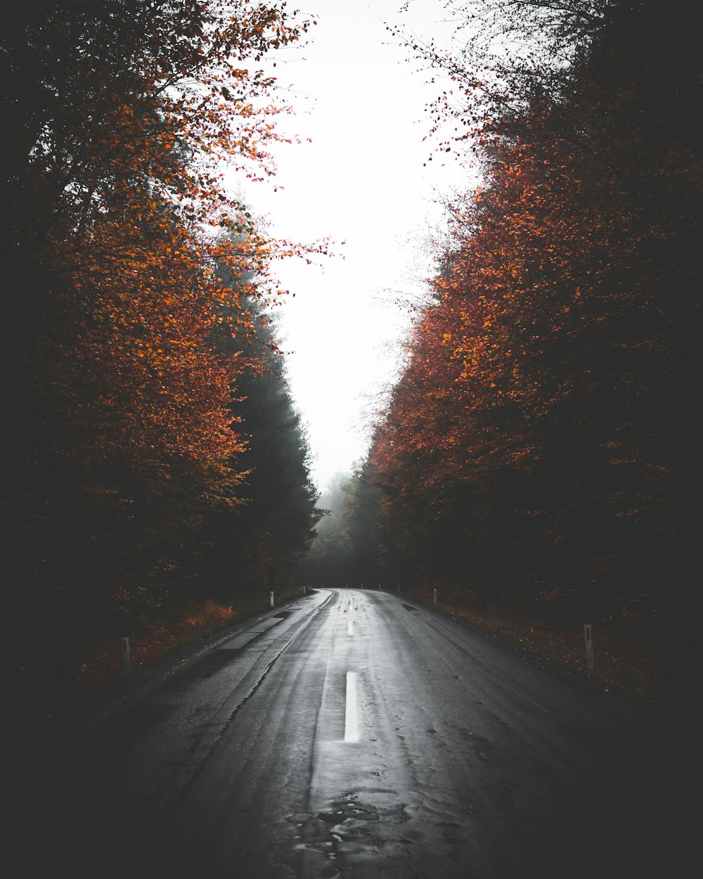 empty wet road between trees
