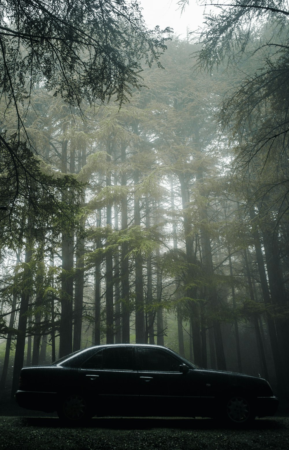 black sedan beside trees