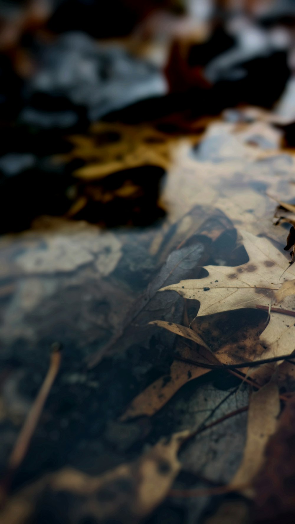 水の上の茶色の葉のクローズアップ写真