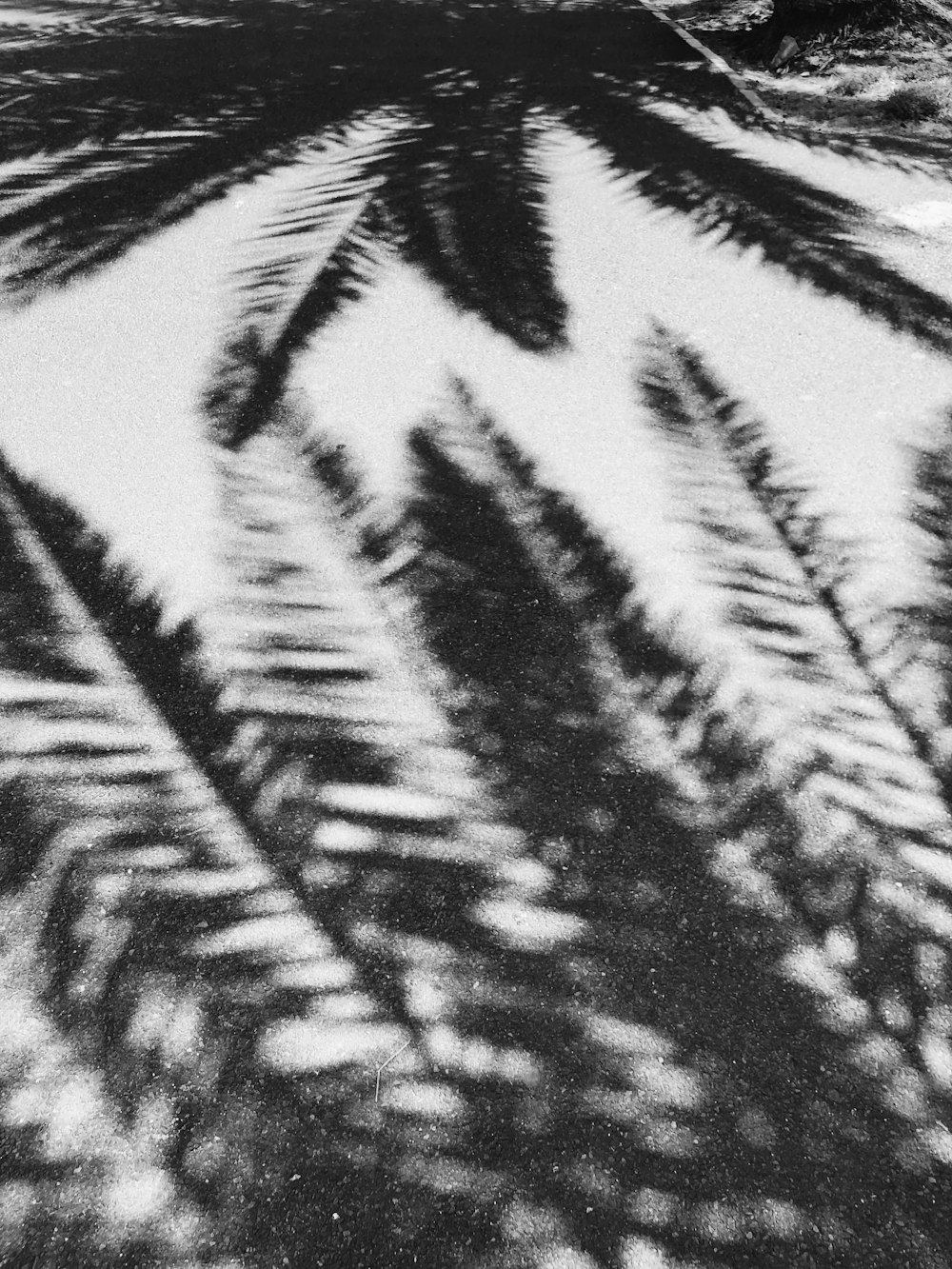 Una foto en blanco y negro de una palmera