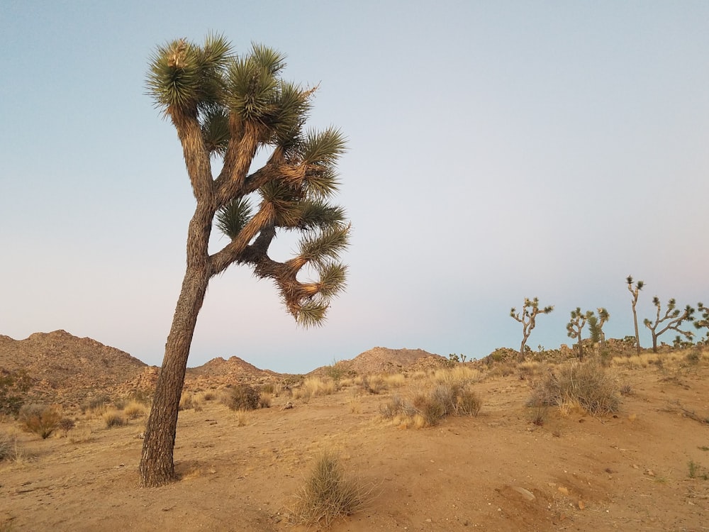 green-leafed tree during daytime