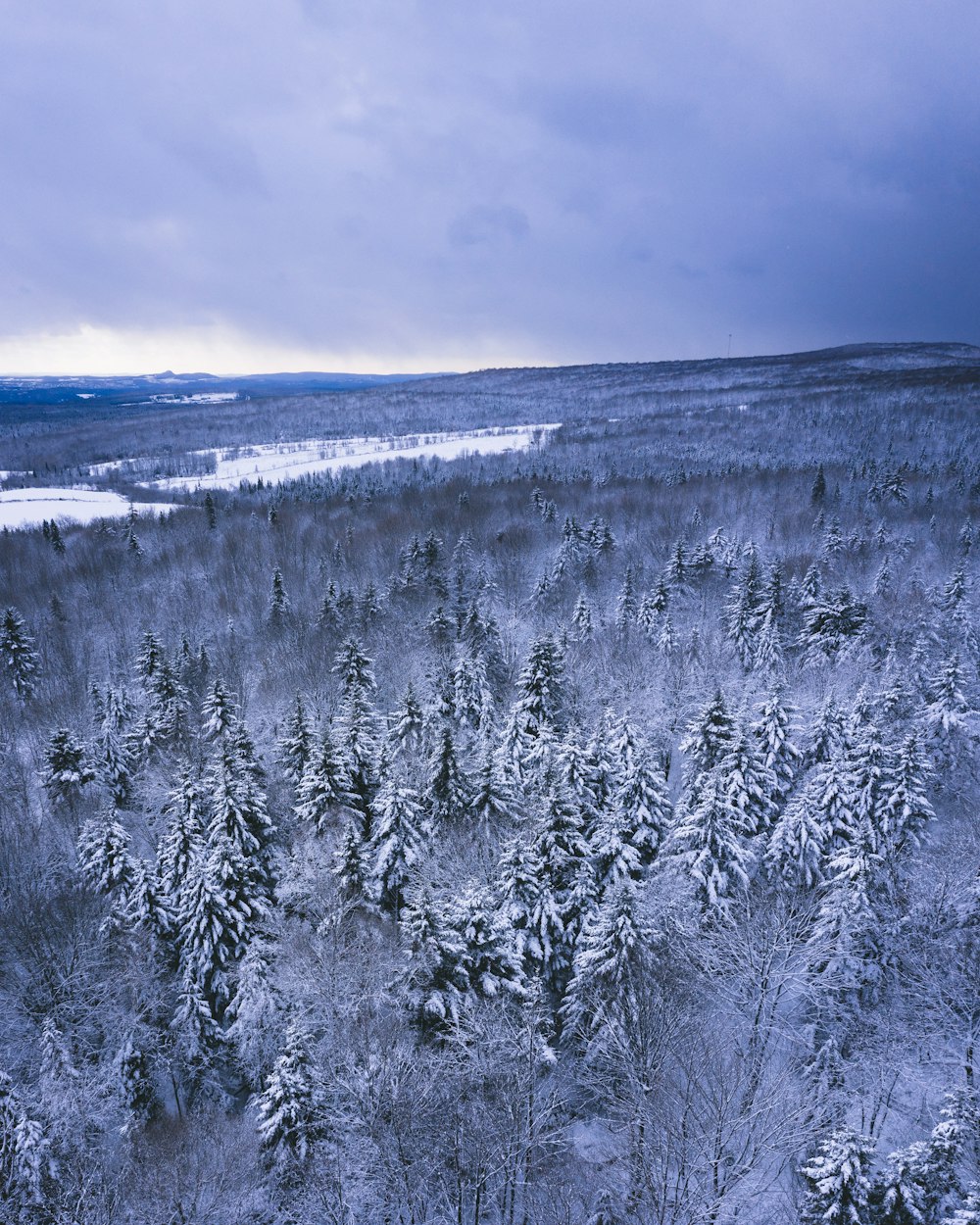 alberi coperti di neve