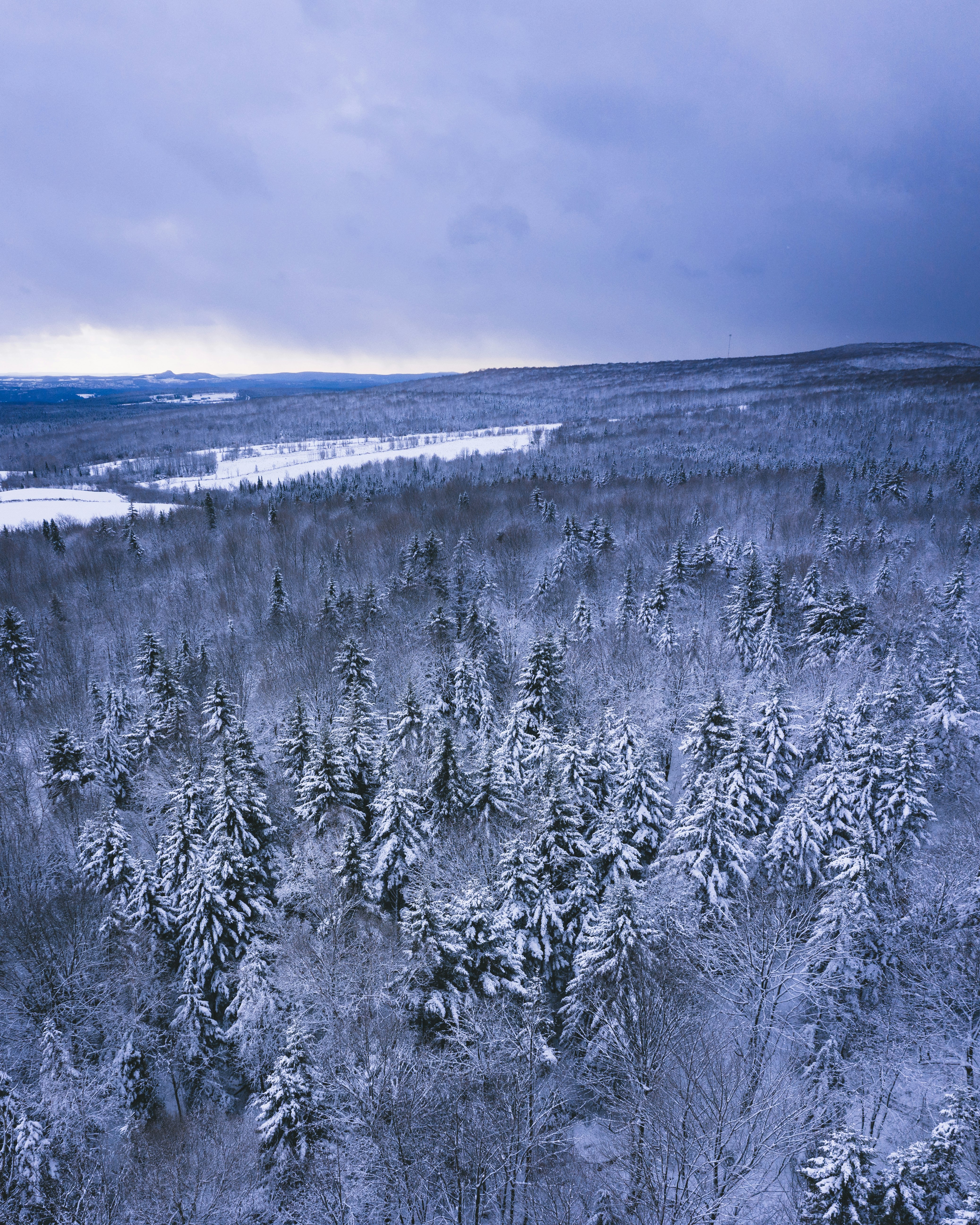 trees covered by snow