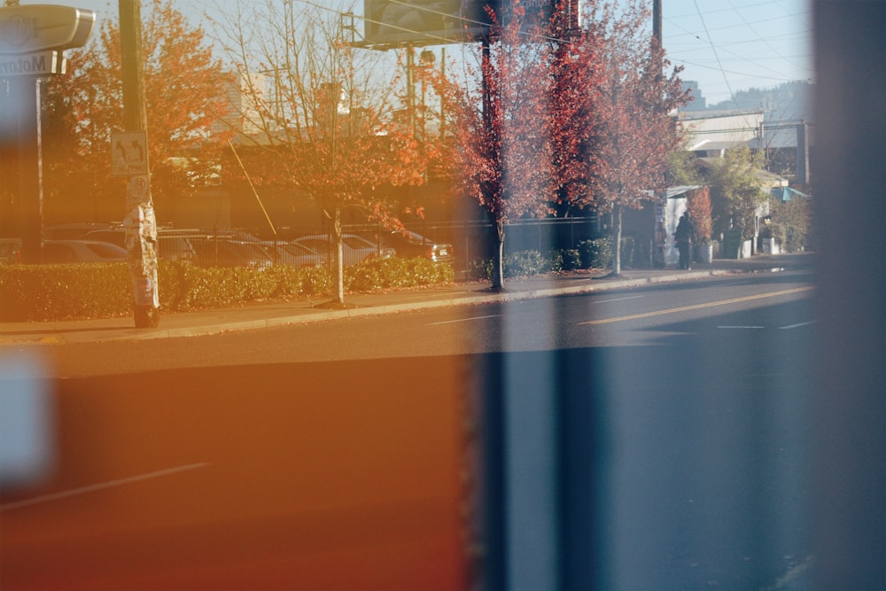 reflection of red leaf tree in glass window