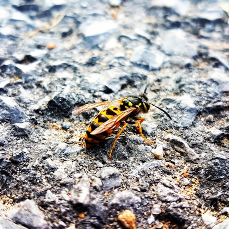 A wasp with black and yellow stripes is resting on a rough, textured surface that appears to be asphalt or a similar material. The image captures the wasp in close-up detail, highlighting its wings and antennae.
