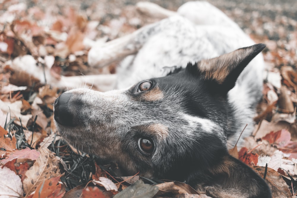 Cão preto e branco de pelagem curta deitado em folhas secas