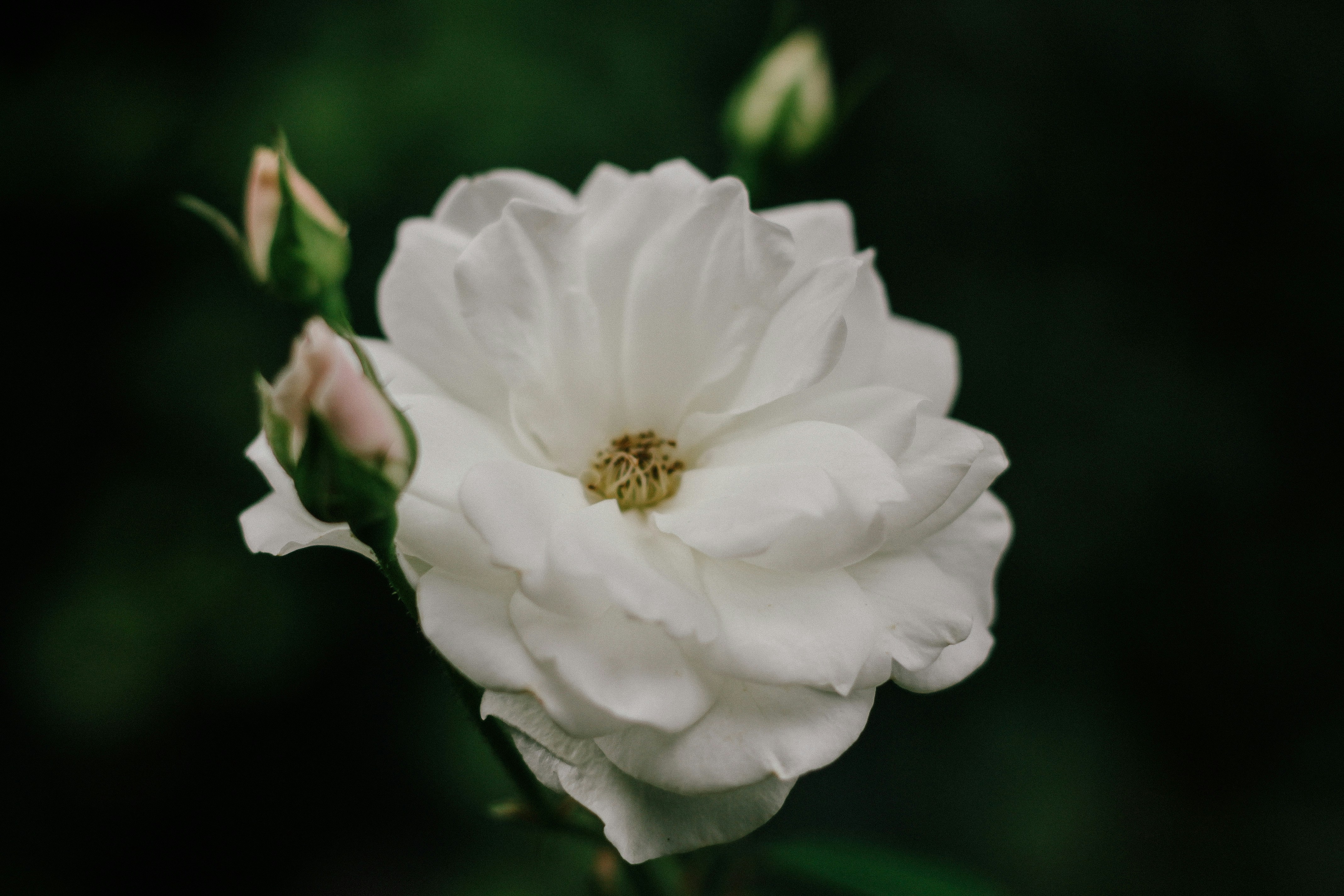 Photo by polyandrade