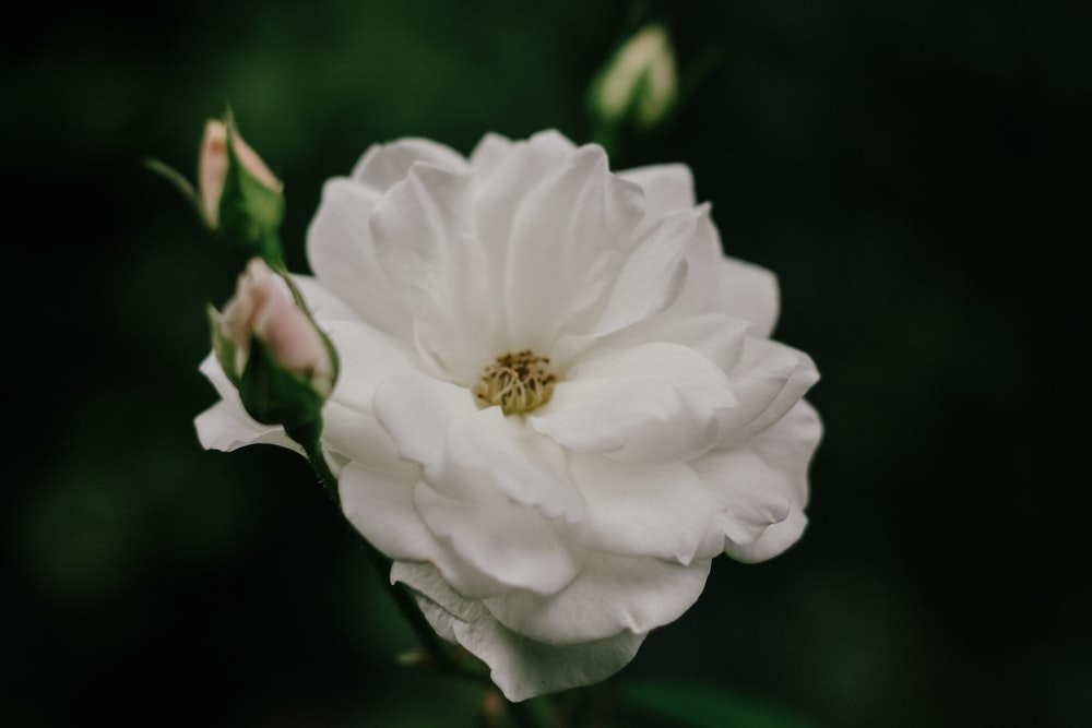 selected focus of white cluster petaled flower