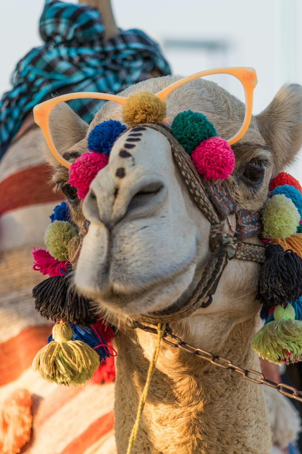 camel with eyeglasses