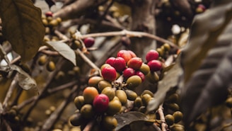 Clusters of red and green coffee cherries hang from branches surrounded by large leaves. The stems and branches create a textured background, with some leaves appearing slightly weathered and brown.