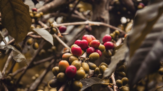 Clusters of red and green coffee cherries hang from branches surrounded by large leaves. The stems and branches create a textured background, with some leaves appearing slightly weathered and brown.