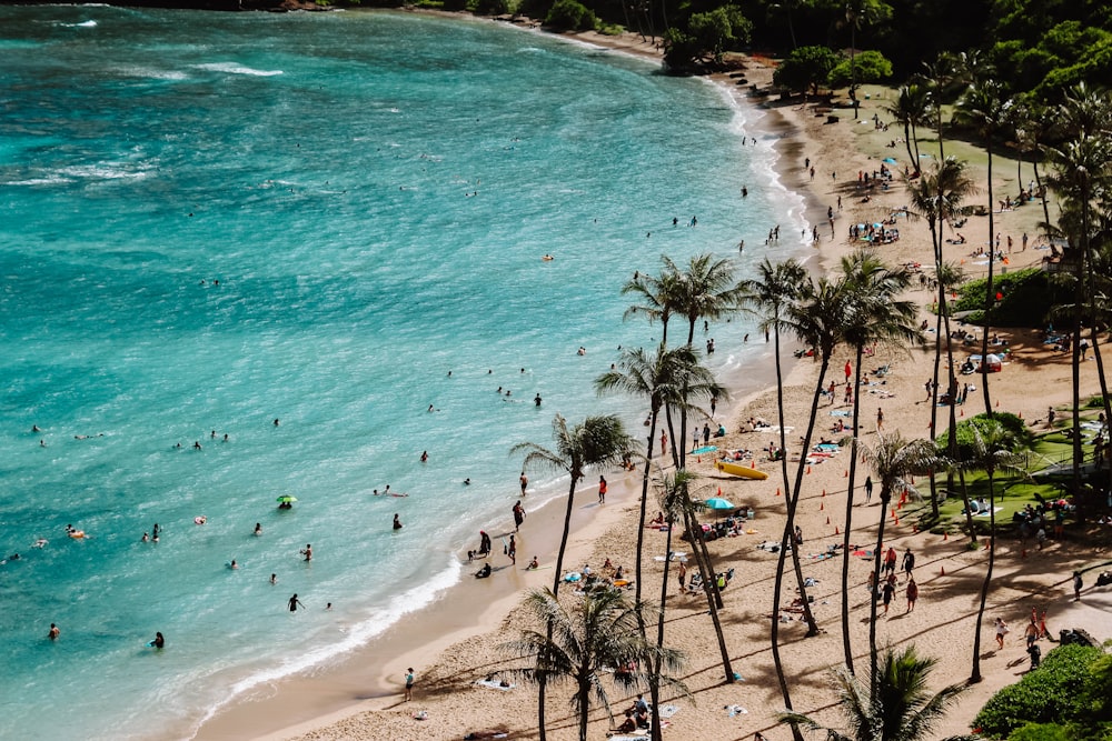 group of people on beach surrounded by green leafed trees