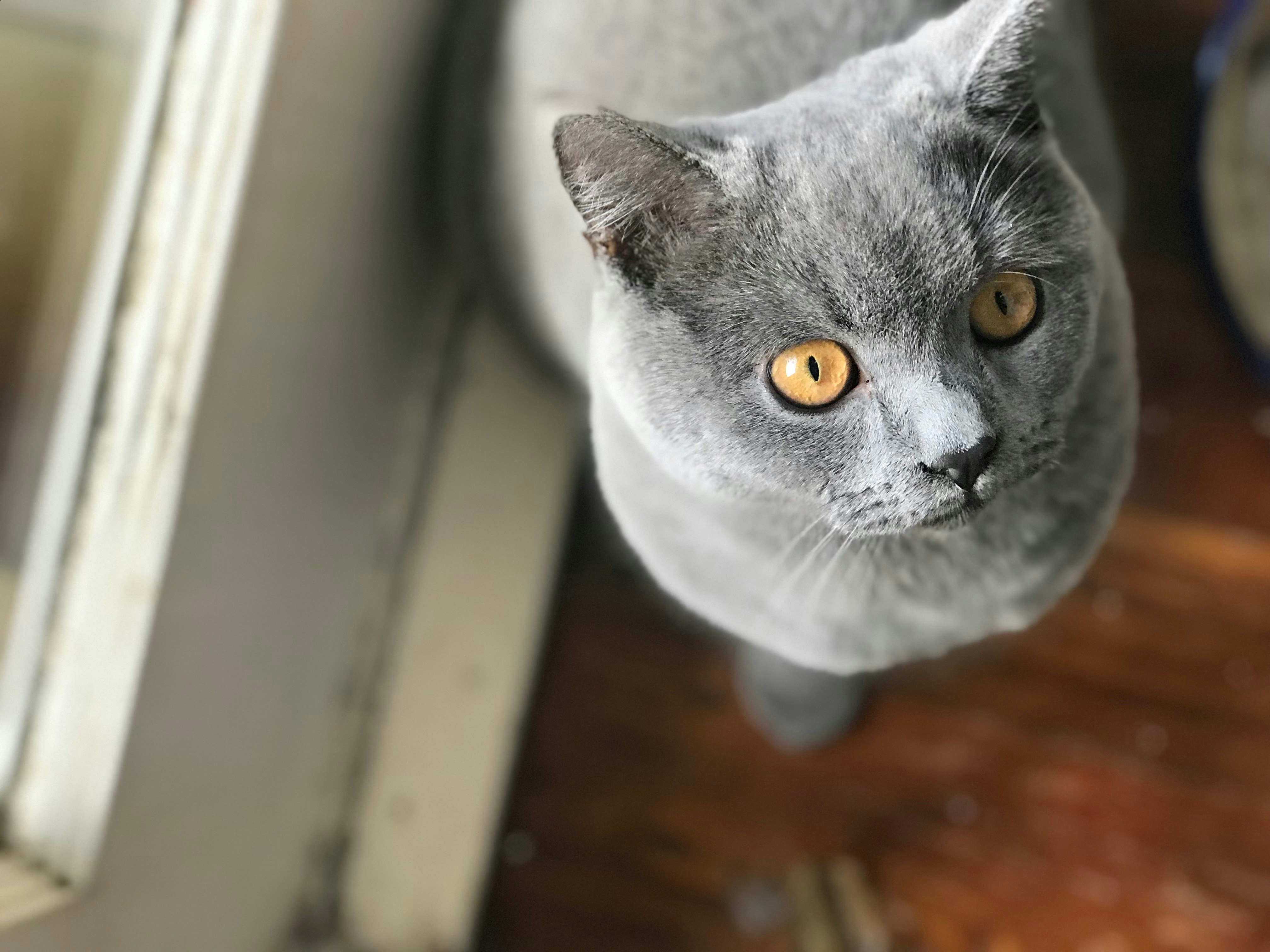 British Shorthair Cat Pictures Download Free Images On Unsplash