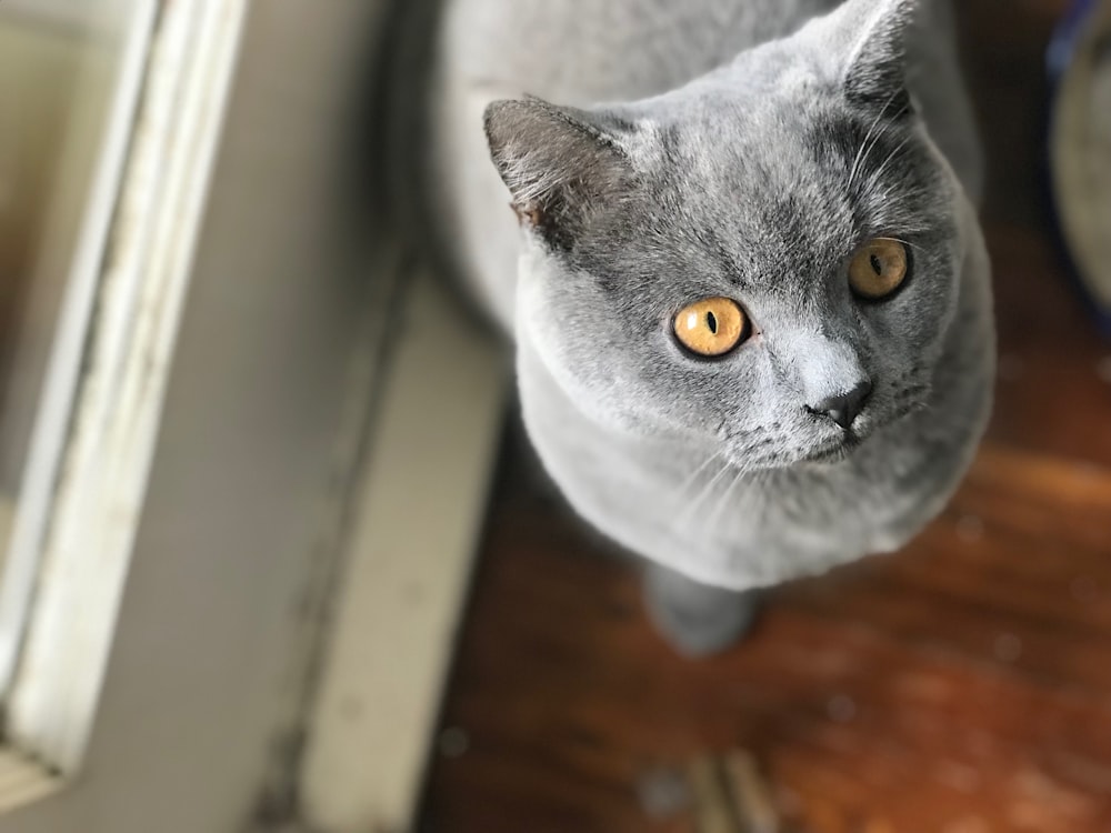 a gray cat looking up at the camera