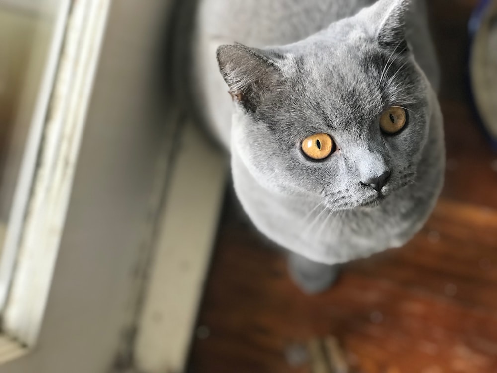 British Shorthair Cat Pictures Download Free Images On Unsplash