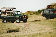 leopard walking through green vehicles
