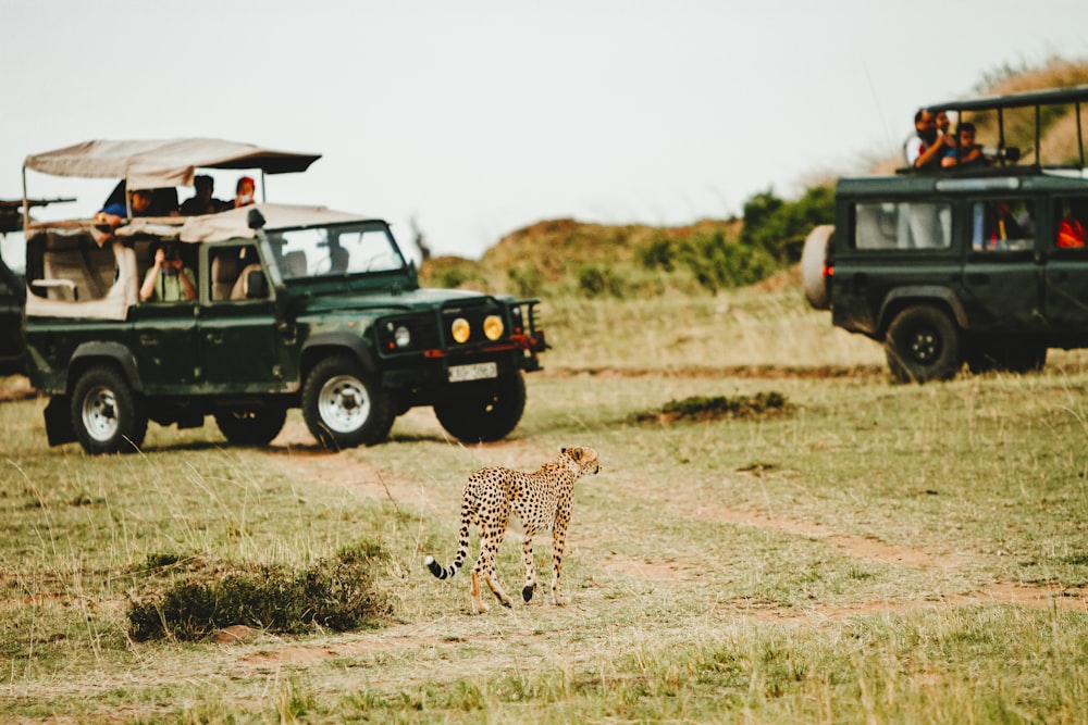 leopard walking through green vehicles