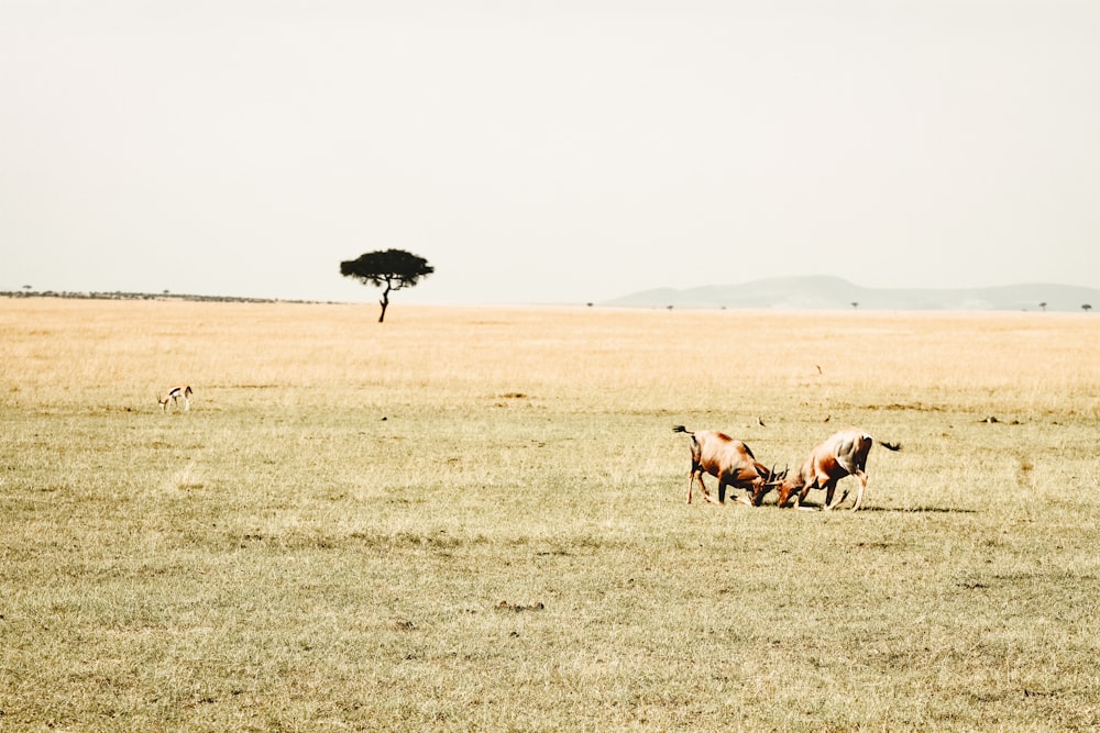 animal standing on green grass field