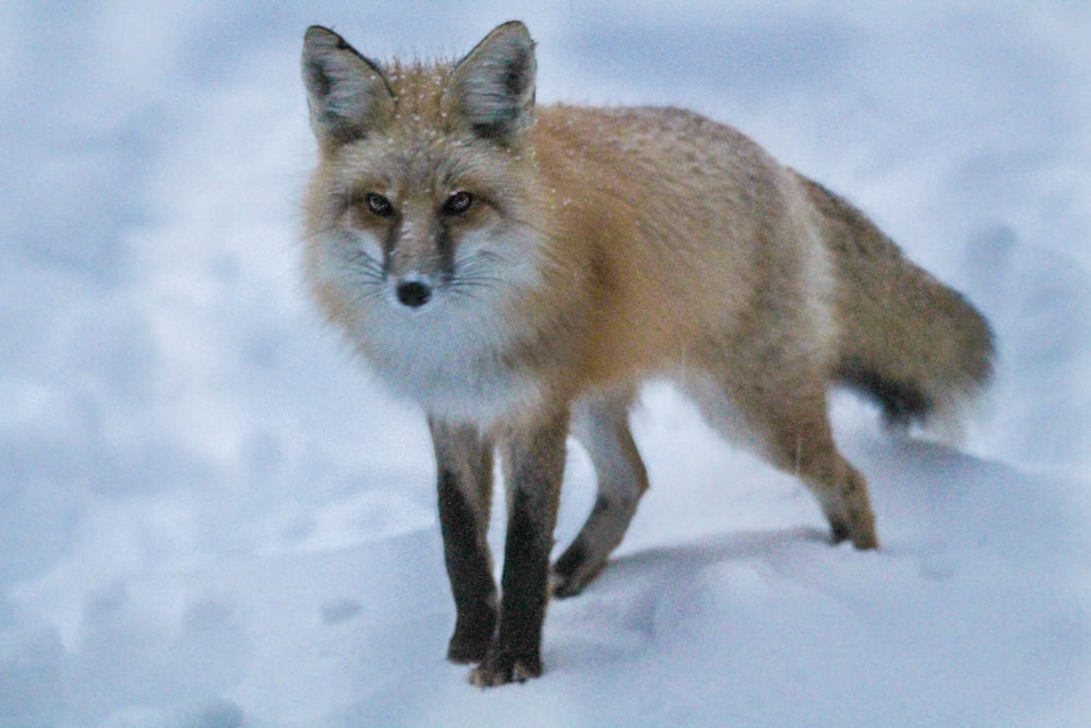 red fox standing on snow